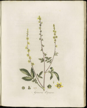 AIGREMOINE plante coupée (g) — Feuilles