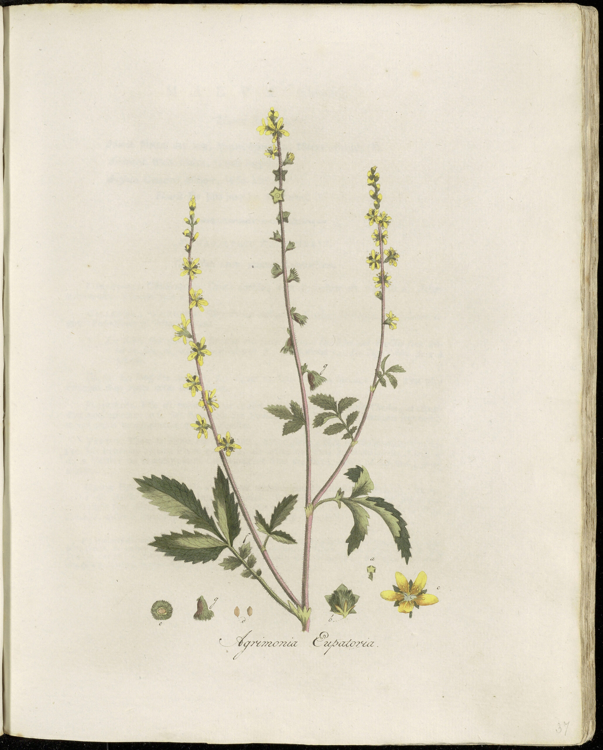 AIGREMOINE plante coupée (g) — Feuilles