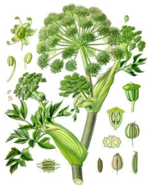 ANGÉLIQUE Racine — Herboristerie de Comptoir