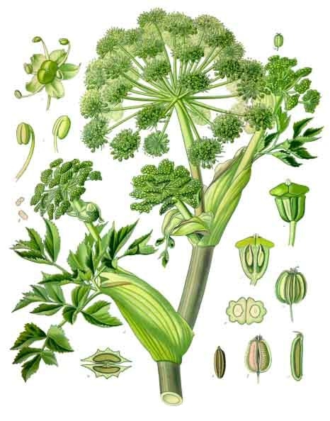ANGÉLIQUE Racine — Herboristerie de Comptoir