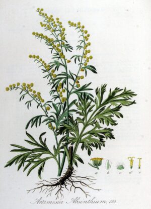 ARMOISE commune bio (g) — Herboristerie de Comptoir