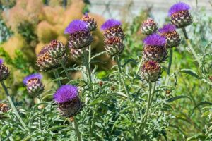 ARTICHAUT feuille (g) — Feuilles