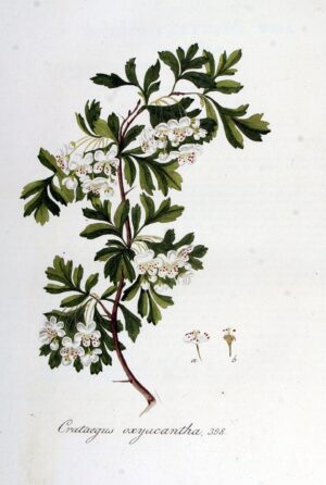 AUBÉPINE sommité fleurie (g) — Herboristerie de Comptoir