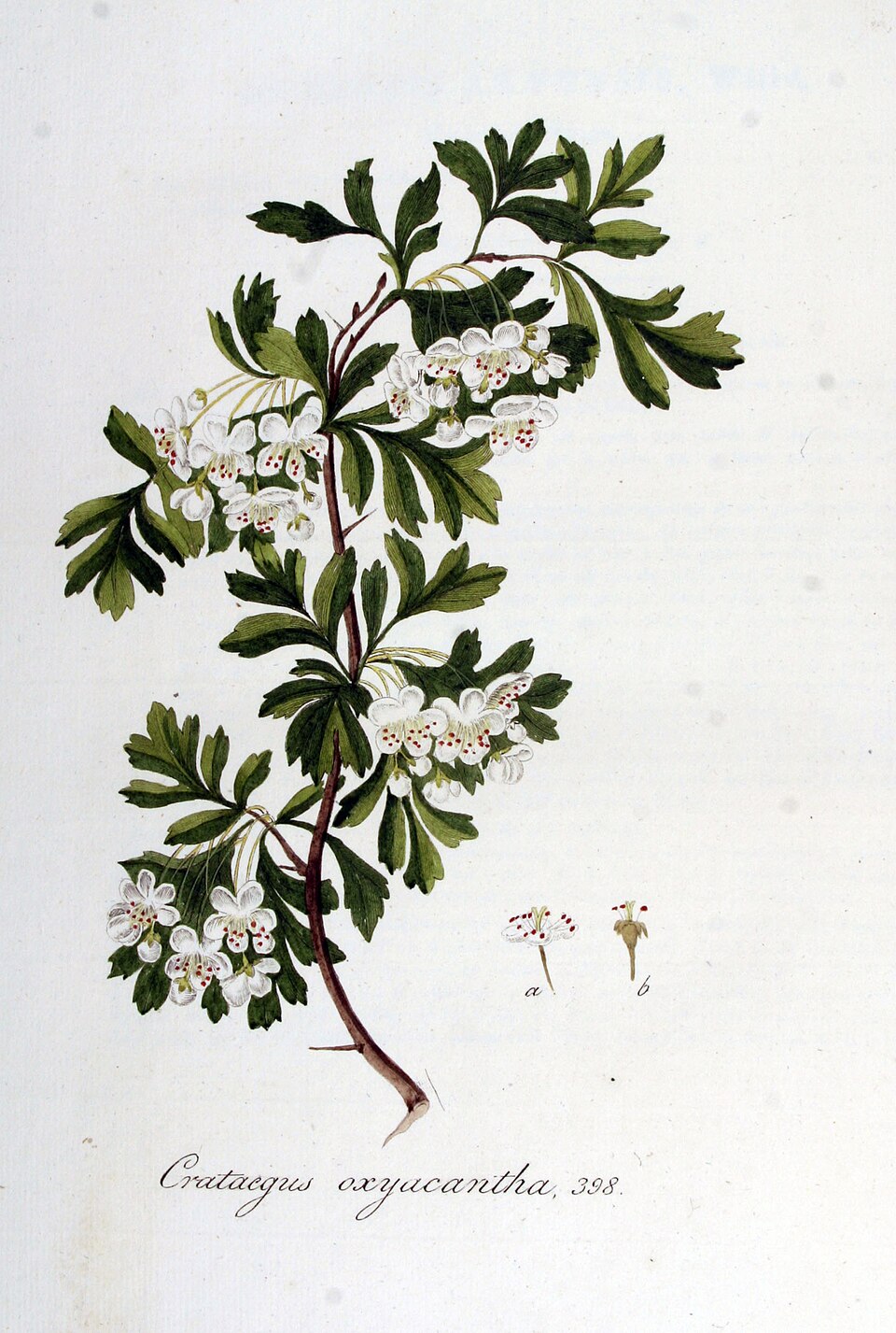 AUBÉPINE sommité fleurie (g) — Herboristerie de Comptoir