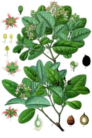 BOLDO feuille coupée (g) — Feuilles