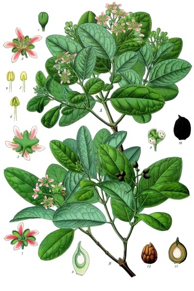 BOLDO feuille coupée (g) — Feuilles