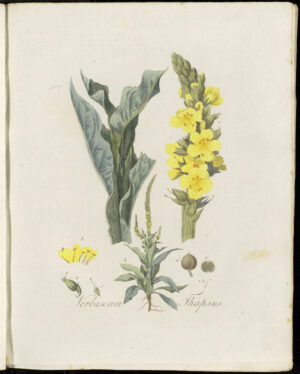 BOUILLON BLANC fleur (g) — Fleurs & Pétales