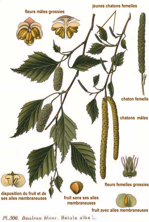 BOULEAU feuille coupée (g) — Feuilles