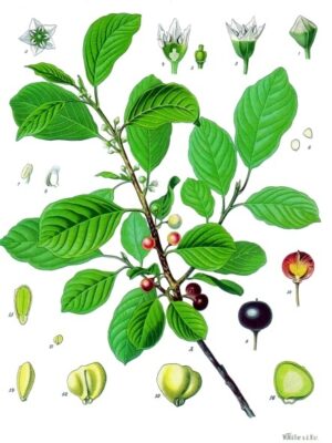 BOURDAINE écorce coupée bio (g) — Écorces & Bois