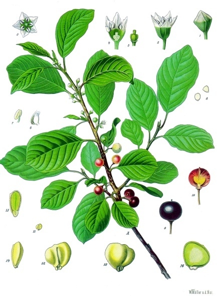 BOURDAINE écorce coupée bio (g) — Écorces & Bois