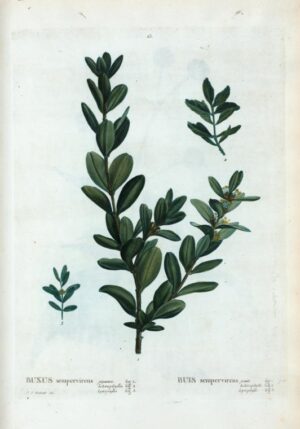 BUIS feuille (g) — Feuilles
