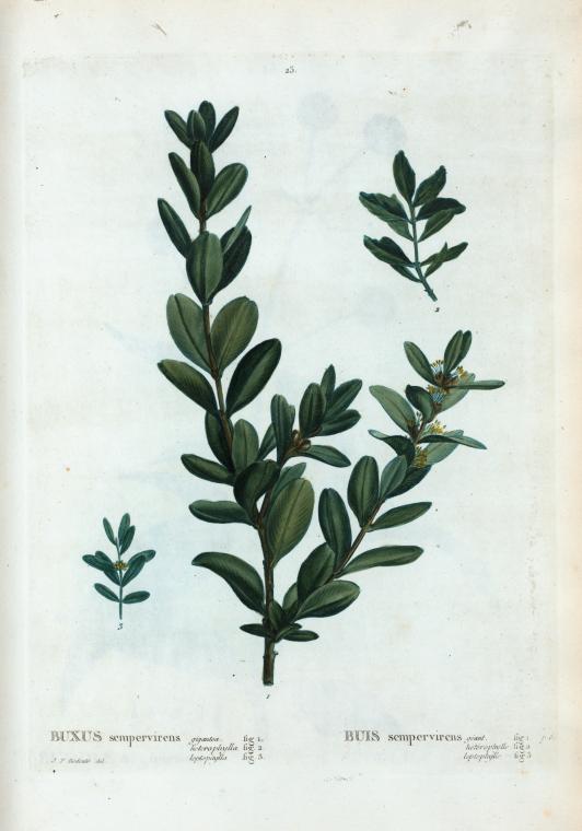 BUIS feuille (g) — Feuilles