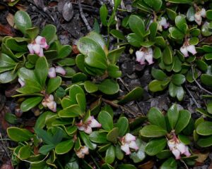 BUSSEROLE feuille (g) — Feuilles