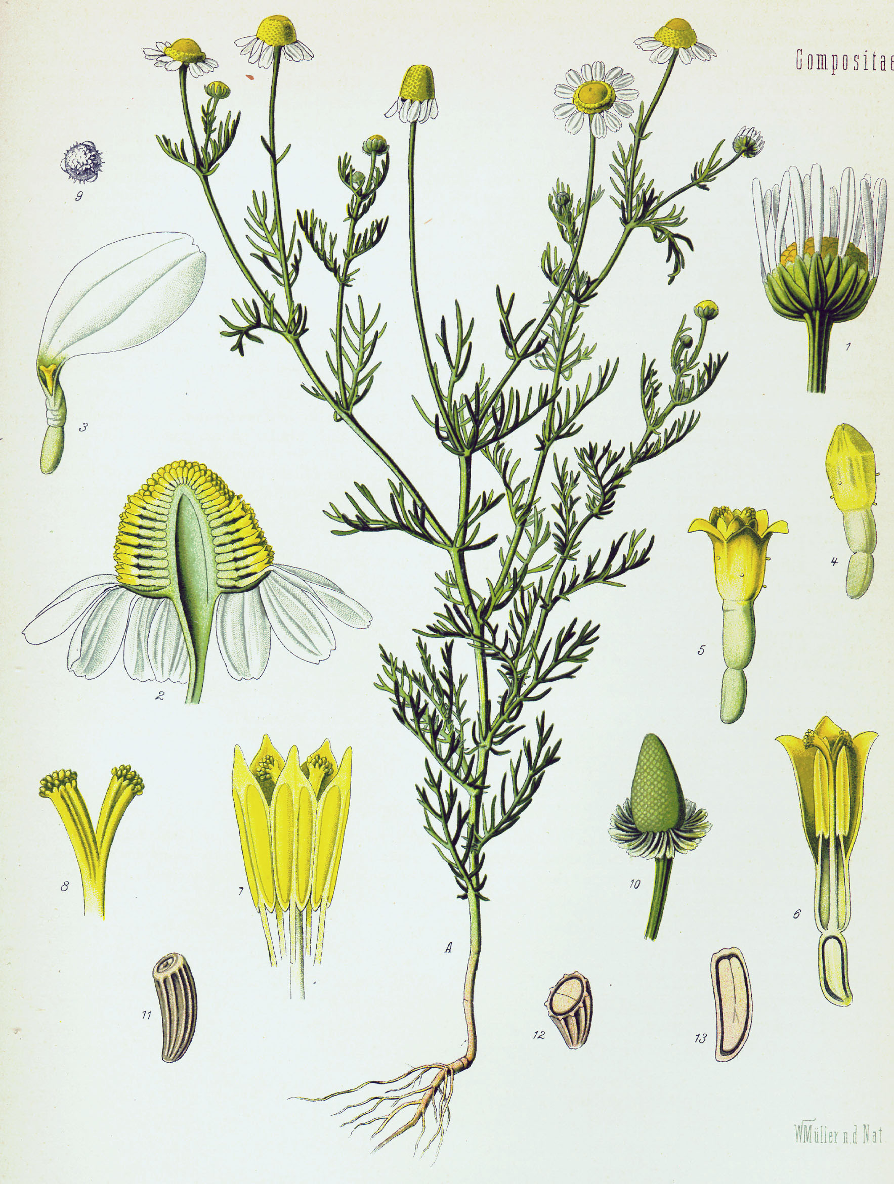 CAMOMILLE MATRICAIRE fleur BIO (g) — Fleurs & Pétales
