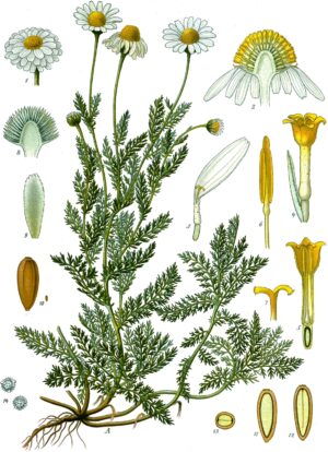 CAMOMILLE ROMAINE fleur (g) — Fleurs & Pétales