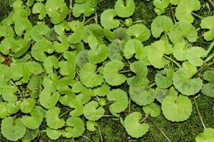 CENTELLA ASIATICA (g) — Feuilles