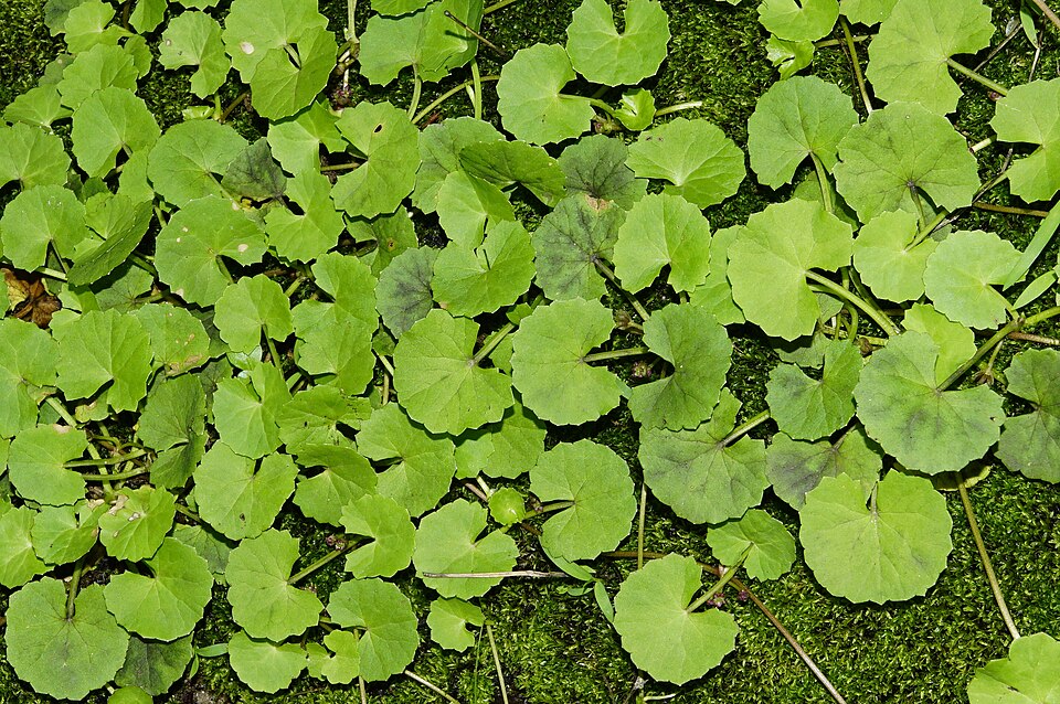 CENTELLA ASIATICA (g) — Feuilles