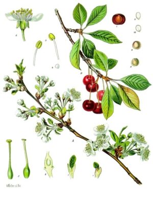 CERISE queue (g) — Herboristerie de Comptoir