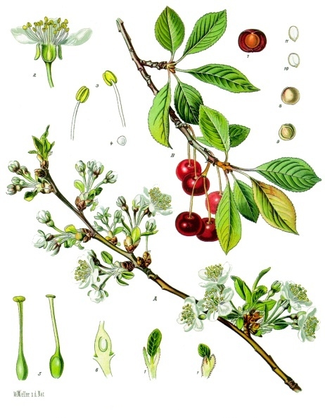 CERISE queue (g) — Herboristerie de Comptoir