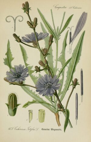 CHICORÉE racine coupée (g) — Herboristerie de Comptoir