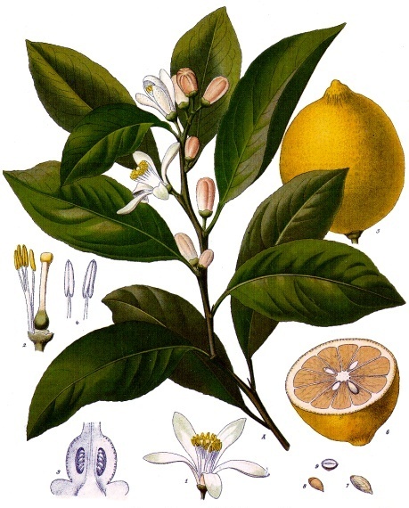 CITRON zeste (g) — Agrumes