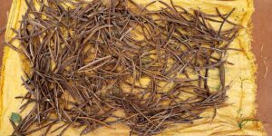 COMBRETUM (KINKELIBA) (g) — Herboristerie de Comptoir