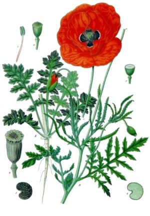 COQUELICOT pétale (g) — Fleurs & Pétales
