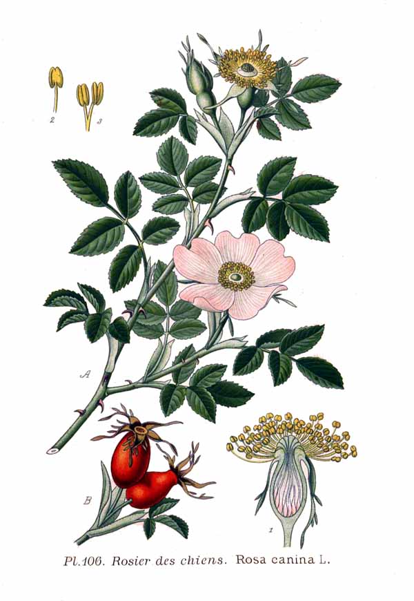 CYNORRHODON baie coupée BIO (g) — Baies & Fruits