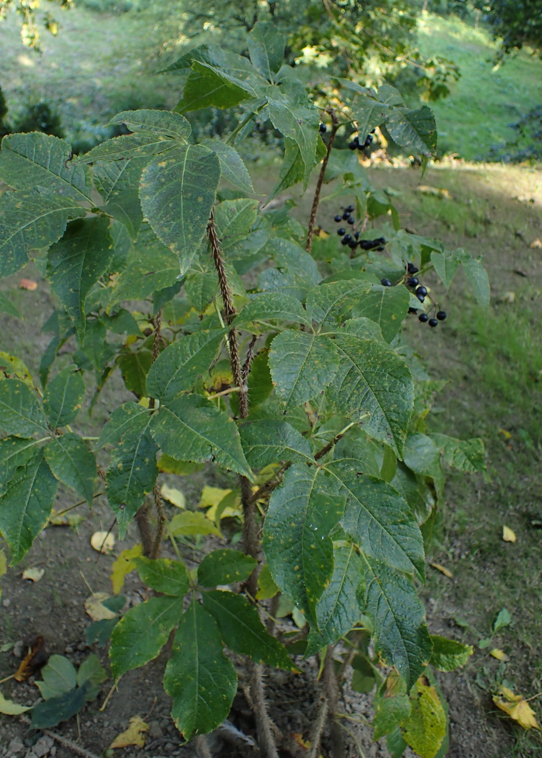 ÉLEUTHÉROCOQUE racine poudre (g) — Herboristerie de Comptoir