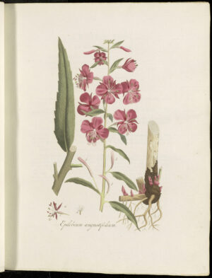 EPILOBE sommité fleurie BIO (g) — Herboristerie de Comptoir