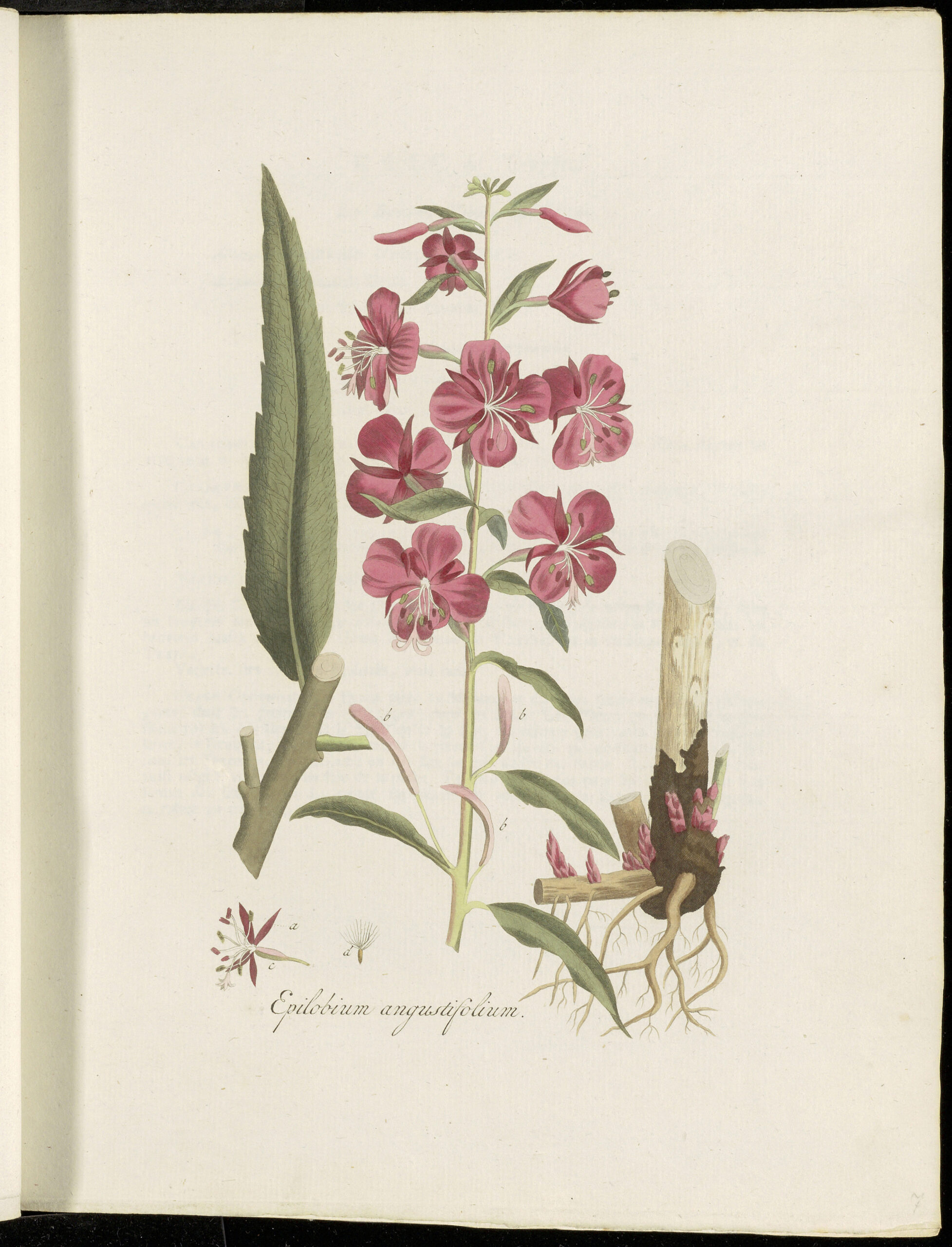 EPILOBE sommité fleurie BIO (g) — Herboristerie de Comptoir