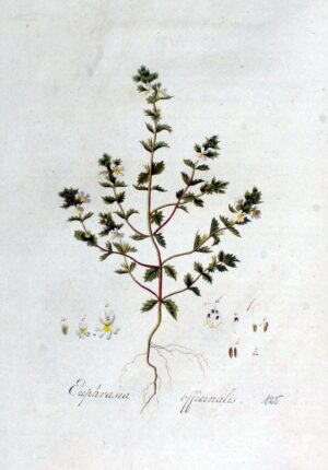 EUPHRAISE partie aérienne coupée (g) — Herboristerie de Comptoir