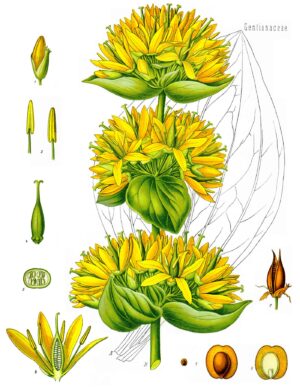 GENTIANE racine bio (g) — Herboristerie de Comptoir