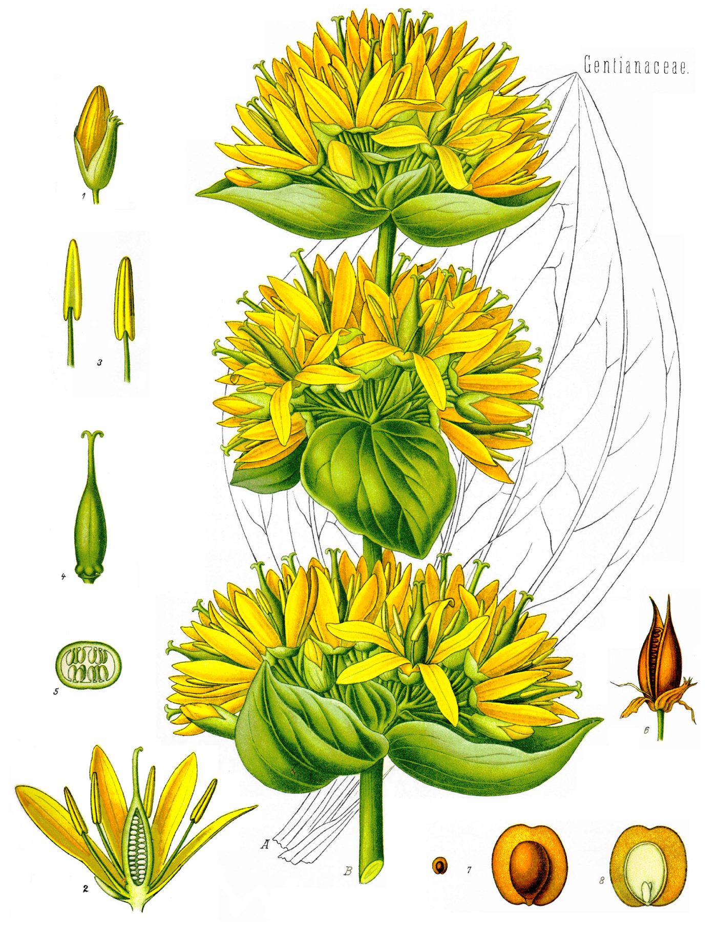 GENTIANE racine bio (g) — Herboristerie de Comptoir