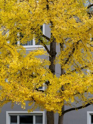 GINKGO BILOBA feuille (g) — Feuilles