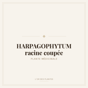 HARPAGOPHYTUM racine coupée (g) — Herboristerie de Comptoir