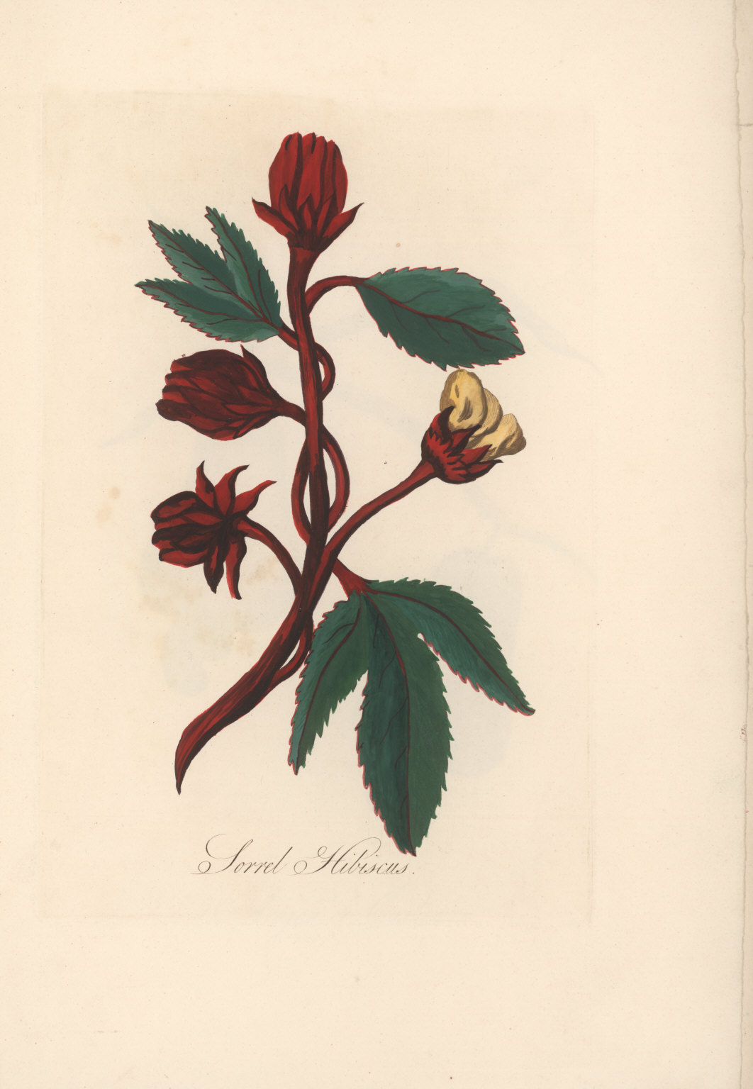 HIBISCUS fleur bio (g) — Fleurs & Pétales