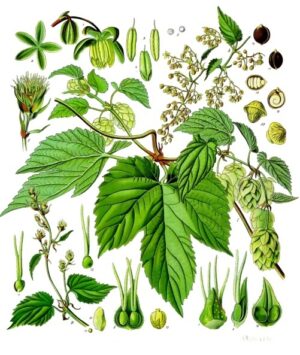 HOUBLON cône entier (g) — Baies & Fruits