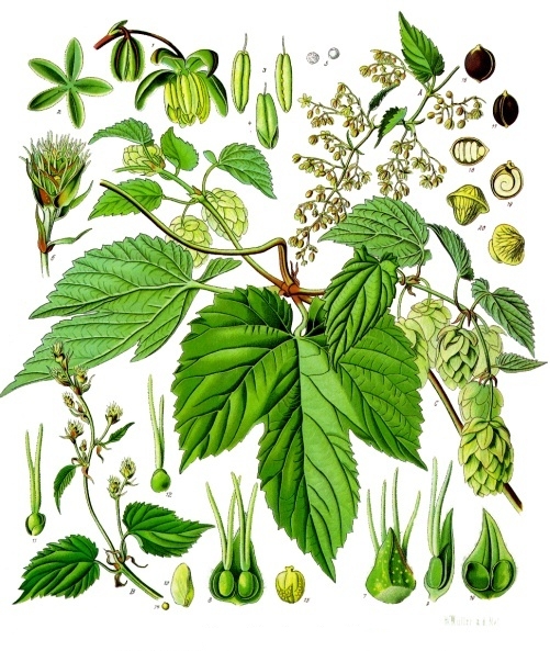 HOUBLON cône entier (g) — Baies & Fruits
