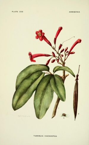 LAPACHO aubier (g) — Écorces & Bois