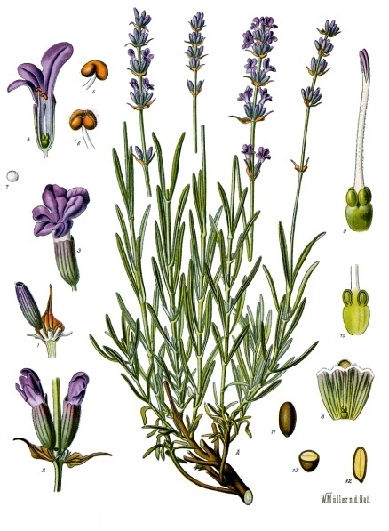 LAVANDE fleur superbleue bio (g) — Fleurs & Pétales