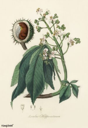 MARRONS D'INDE fruit concassé (g) — Baies & Fruits
