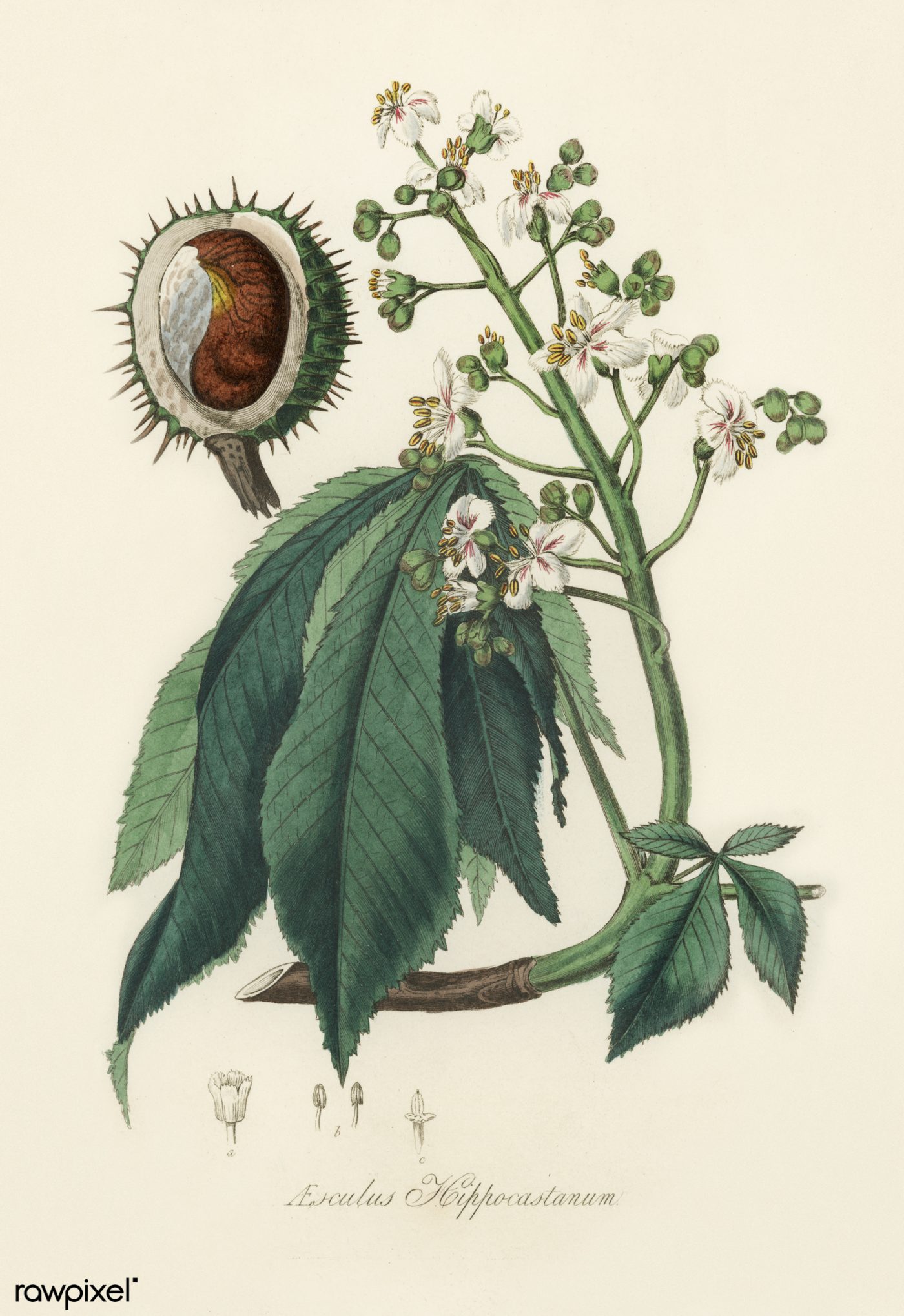 MARRONS D'INDE fruit concassé (g) — Baies & Fruits
