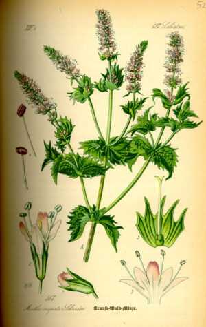 MENTHE DOUCE feuille entiere BIO (g) — Feuilles