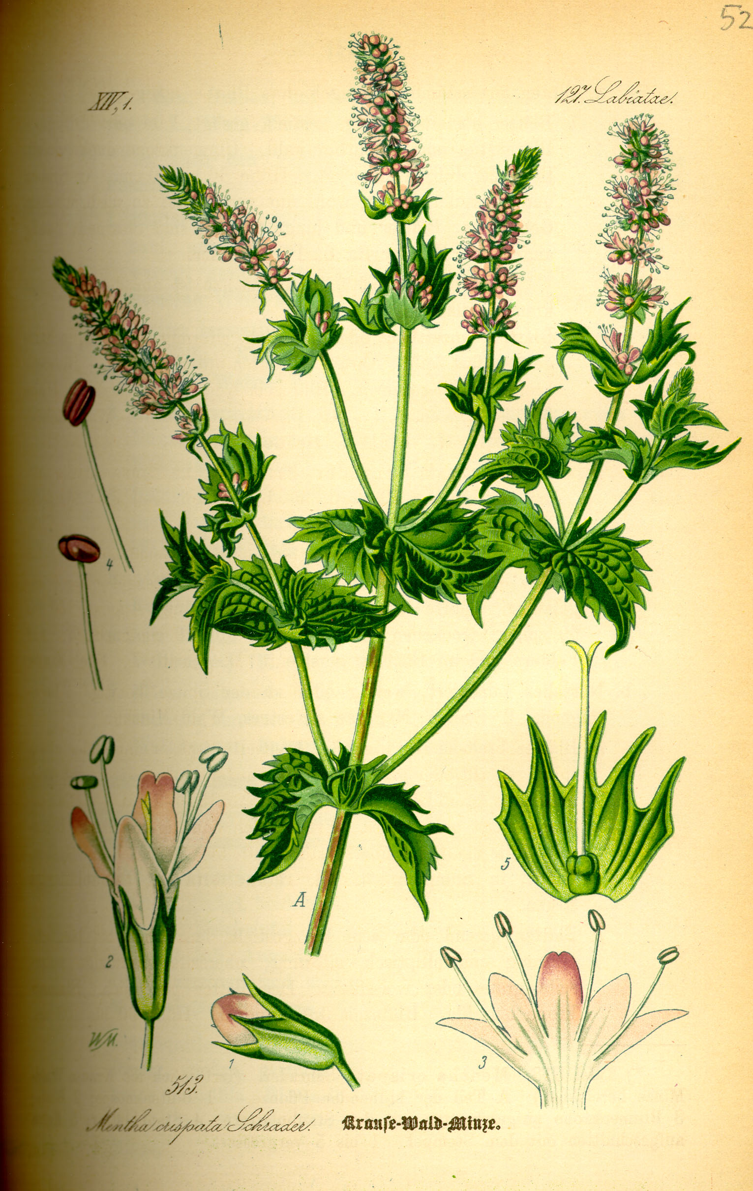 MENTHE DOUCE feuille entiere BIO (g) — Feuilles