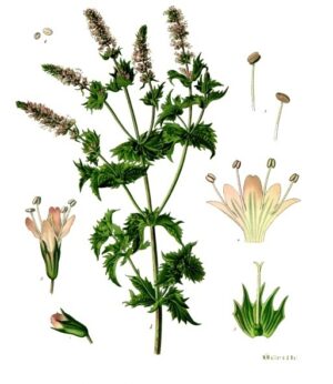 MENTHE DOUCE feuille entière (g) — Feuilles