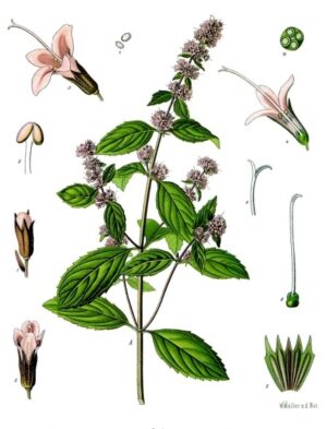 MENTHE POIVREE feuille entière (g) — Feuilles