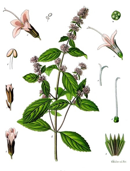 MENTHE POIVREE feuille entière (g) — Feuilles