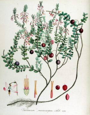 MYRTILLE feuille FR (g) — Feuilles
