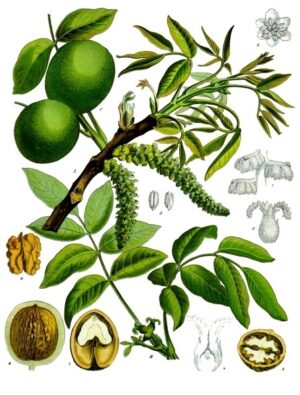 NOYER feuille coupée (g) — Feuilles